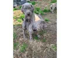 Gorgeous blue-eyed Weimaraner puppies waiting for their new home - 3