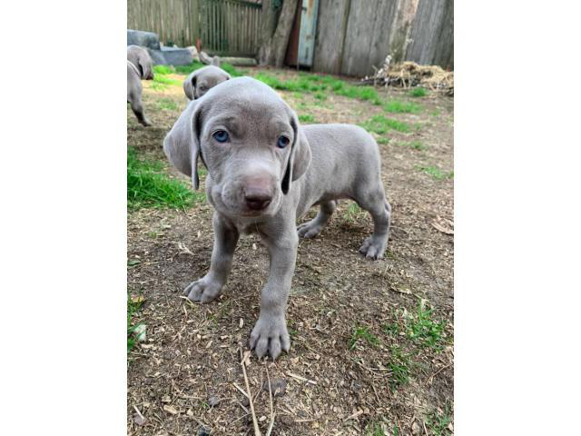 blueeyed Weimaraner puppies waiting for their