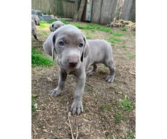 Gorgeous blue-eyed Weimaraner puppies waiting for their new home - 4