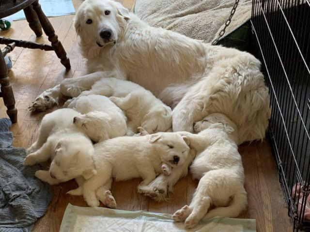 Great Pyrenees Puppies purebred, full-blood in Richmond, Virginia