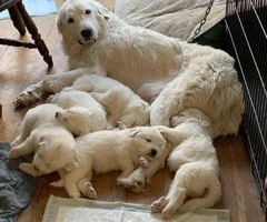 Great Pyrenees Puppies purebred, full-blood