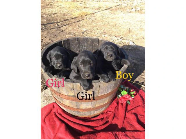 Family raised Lab Puppies for sale - 1/10