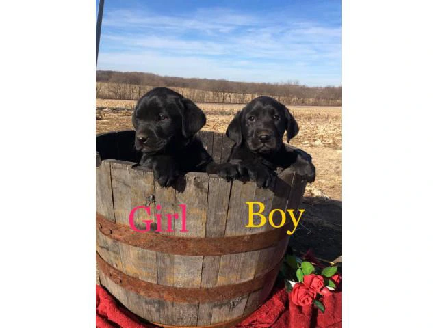 Family raised Lab Puppies for sale - 2/10
