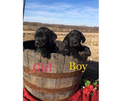 Family raised Lab Puppies for sale - 2