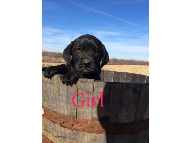 Family raised Lab Puppies for sale - 3/10