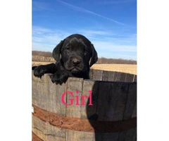 Family raised Lab Puppies for sale - 3