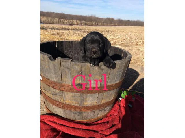 Family raised Lab Puppies for sale - 4/10