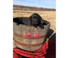 Family raised Lab Puppies for sale - 4