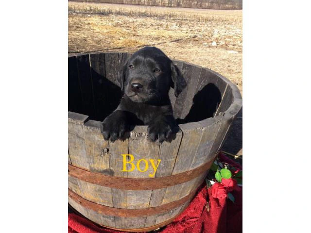 Family raised Lab Puppies for sale - 5/10
