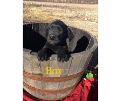 Family raised Lab Puppies for sale - 5