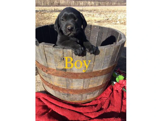 Family raised Lab Puppies for sale - 6/10