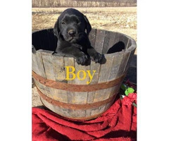 Family raised Lab Puppies for sale - 6