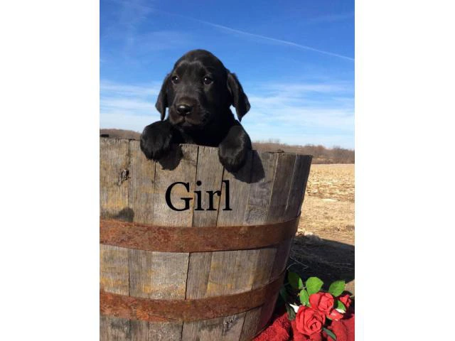 Family raised Lab Puppies for sale - 7/10