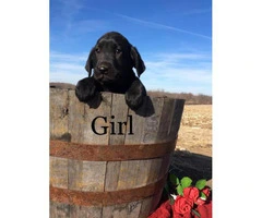 Family raised Lab Puppies for sale - 7