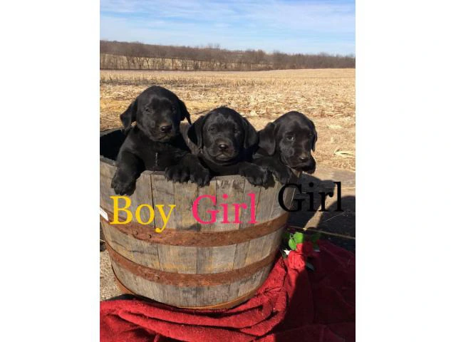 Family raised Lab Puppies for sale - 9/10