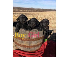 Family raised Lab Puppies for sale - 9