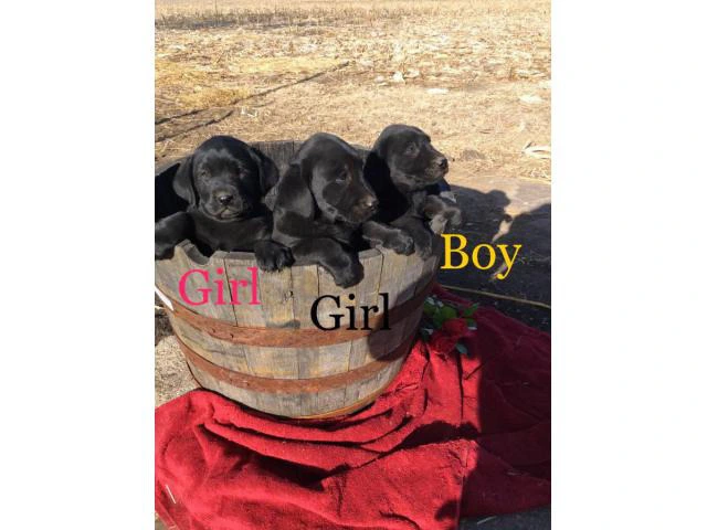 Family raised Lab Puppies for sale - 10/10