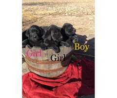 Family raised Lab Puppies for sale - 10