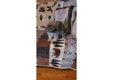 Pomeranian puppies Akc registered one boy left