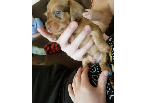 2 AKC Miniature Dachshund Puppies