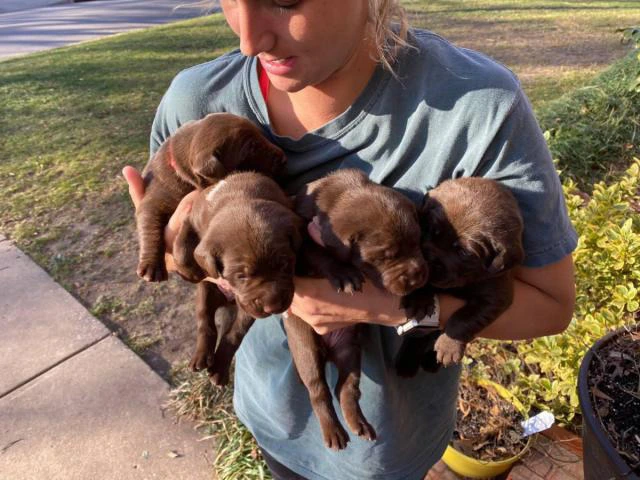 5 males and 4 females AKC Chocolate Labrador Puppies - 1/10