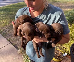 5 males and 4 females AKC Chocolate Labrador Puppies