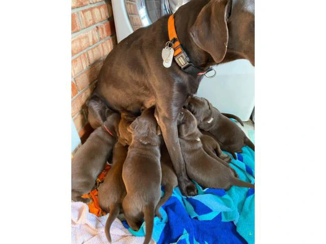 5 males and 4 females AKC Chocolate Labrador Puppies - 2/10