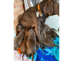 5 males and 4 females AKC Chocolate Labrador Puppies - 2