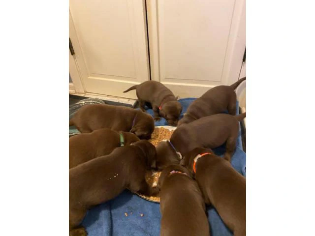 5 males and 4 females AKC Chocolate Labrador Puppies - 4/10