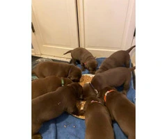 5 males and 4 females AKC Chocolate Labrador Puppies - 4