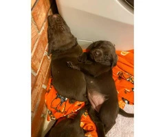 5 males and 4 females AKC Chocolate Labrador Puppies - 5