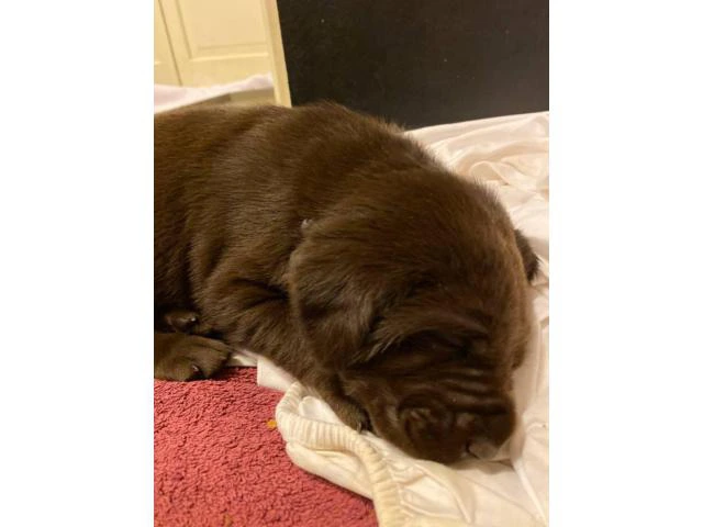 5 males and 4 females AKC Chocolate Labrador Puppies - 6/10