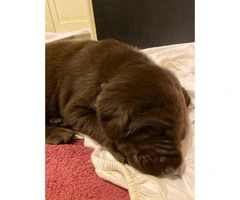 5 males and 4 females AKC Chocolate Labrador Puppies - 6