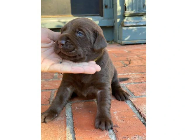 5 males and 4 females AKC Chocolate Labrador Puppies - 7/10