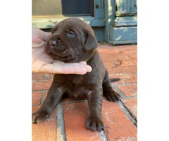 5 males and 4 females AKC Chocolate Labrador Puppies - 7
