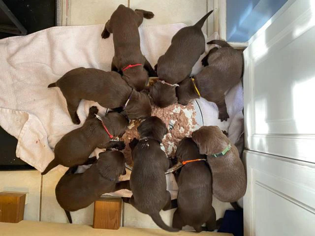 5 males and 4 females AKC Chocolate Labrador Puppies - 8/10