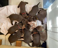 5 males and 4 females AKC Chocolate Labrador Puppies - 8