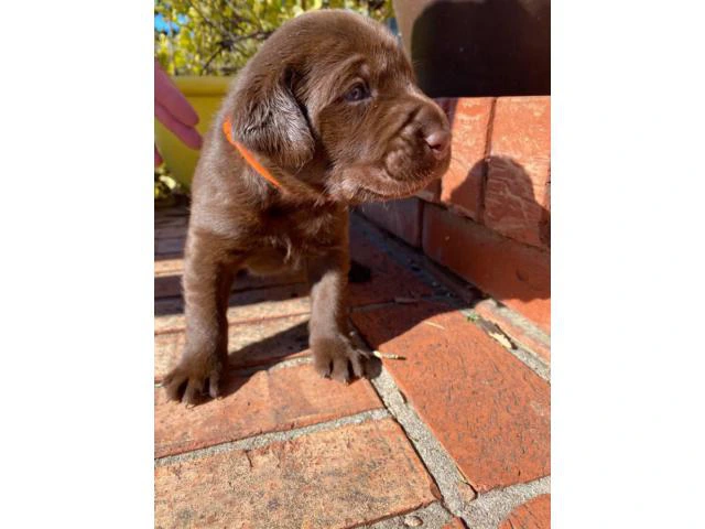 5 males and 4 females AKC Chocolate Labrador Puppies - 9/10