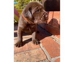 5 males and 4 females AKC Chocolate Labrador Puppies - 9