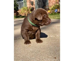 5 males and 4 females AKC Chocolate Labrador Puppies - 10