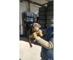 American rottweiler puppies for sale