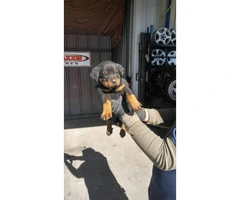 American rottweiler puppies for sale - 2