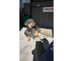 American rottweiler puppies for sale - 3
