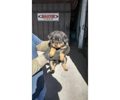 American rottweiler puppies for sale - 4