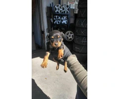 American rottweiler puppies for sale - 5