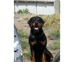 American rottweiler puppies for sale - 6
