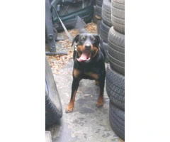 American rottweiler puppies for sale - 7