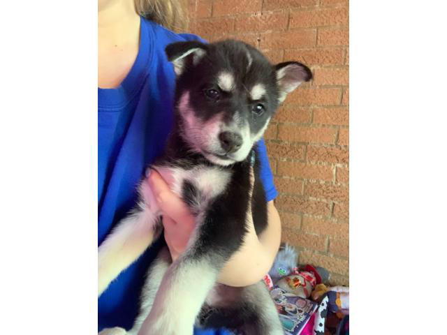 Funny Siberian Husky Puppies For Sale In Ohio