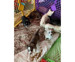 5 Aussie Husky Puppies need rehomed - 4