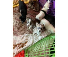 5 Aussie Husky Puppies need rehomed - 5